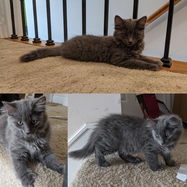 File:Floofy grey one.jpg