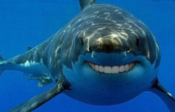 Smiling-Shark-2-e1593189123656.png